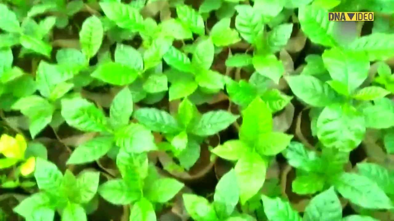 Produced by tribal farmers, Koraput coffee gets popular in Europe, America