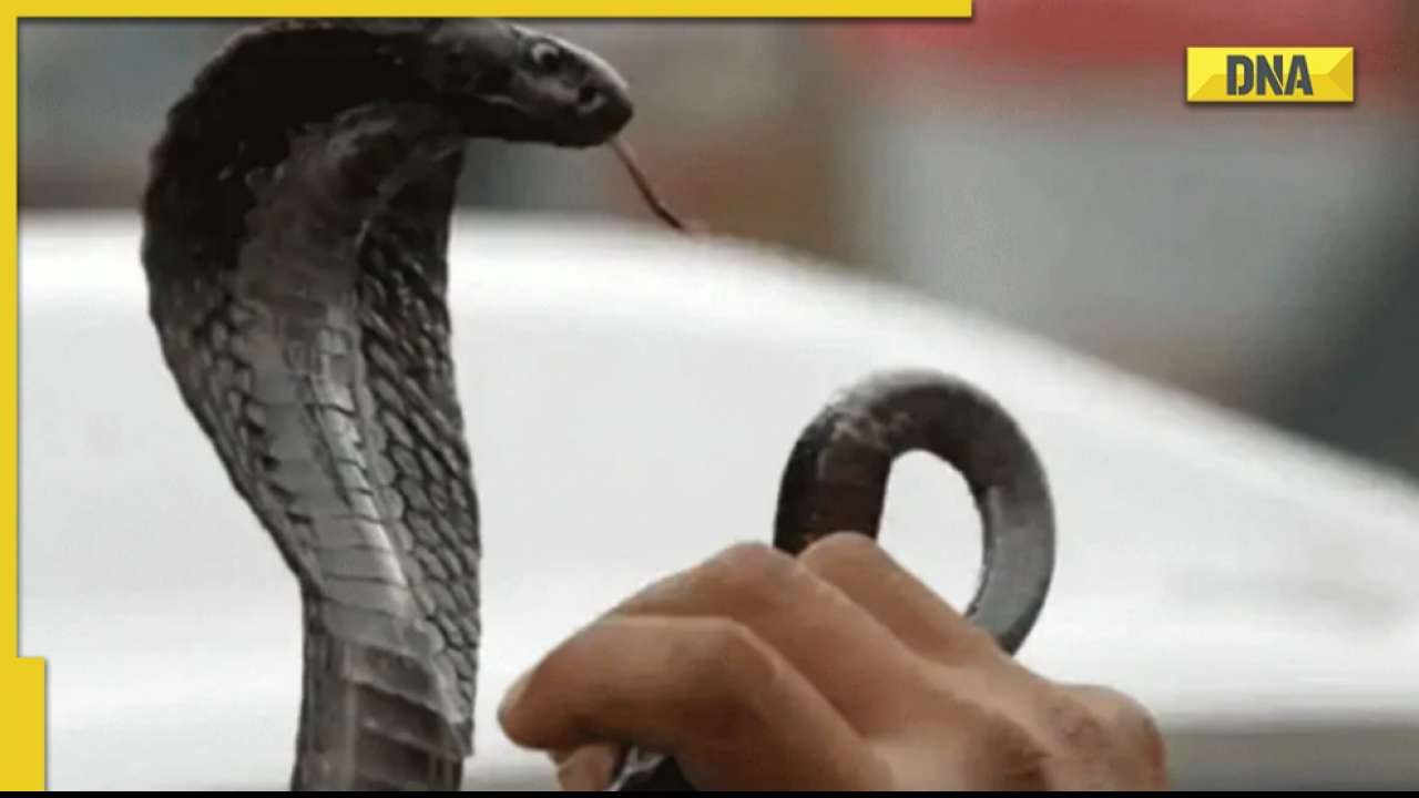 Uttar Pradesh: Snake bites woman, husband takes both wife and reptile ...