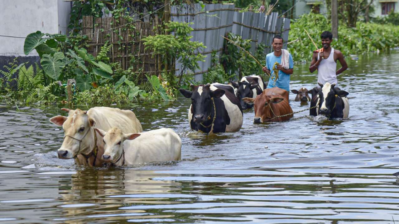 Villagers relocate their cows from Kamrup district to safer location