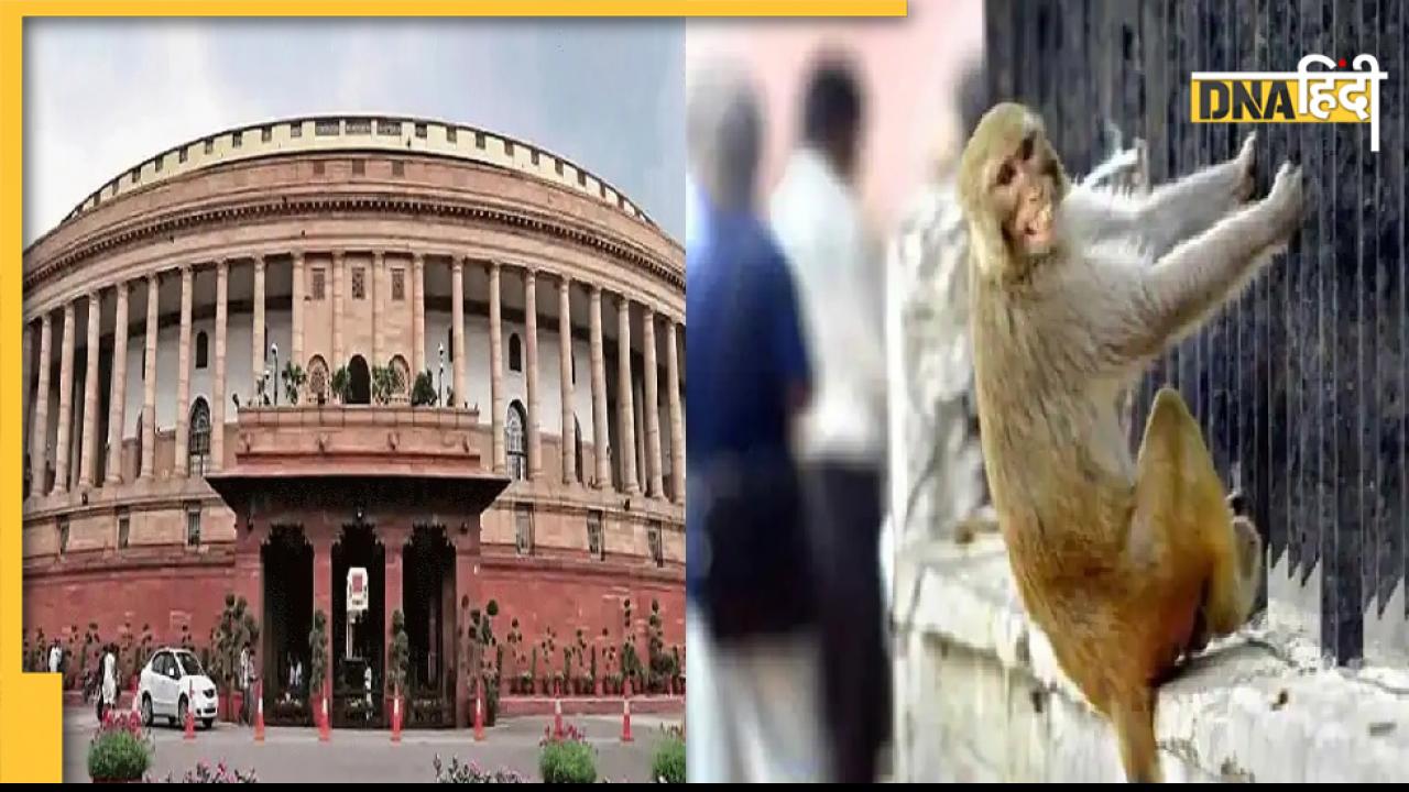 Parliament Premises Monkeys: संसद परिसर में बंदरों को भगाने के लिए 4 लोगों की नियुक्ति, निकालेंगे लंगूरों जैसी आवाज