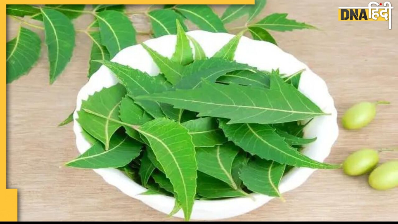 Neem Benefits: गांव में नीम को कहते हैं दवाखाना, जानिए नीम के और कितने हैं नाम और इसके अनगिनत फायदे भी