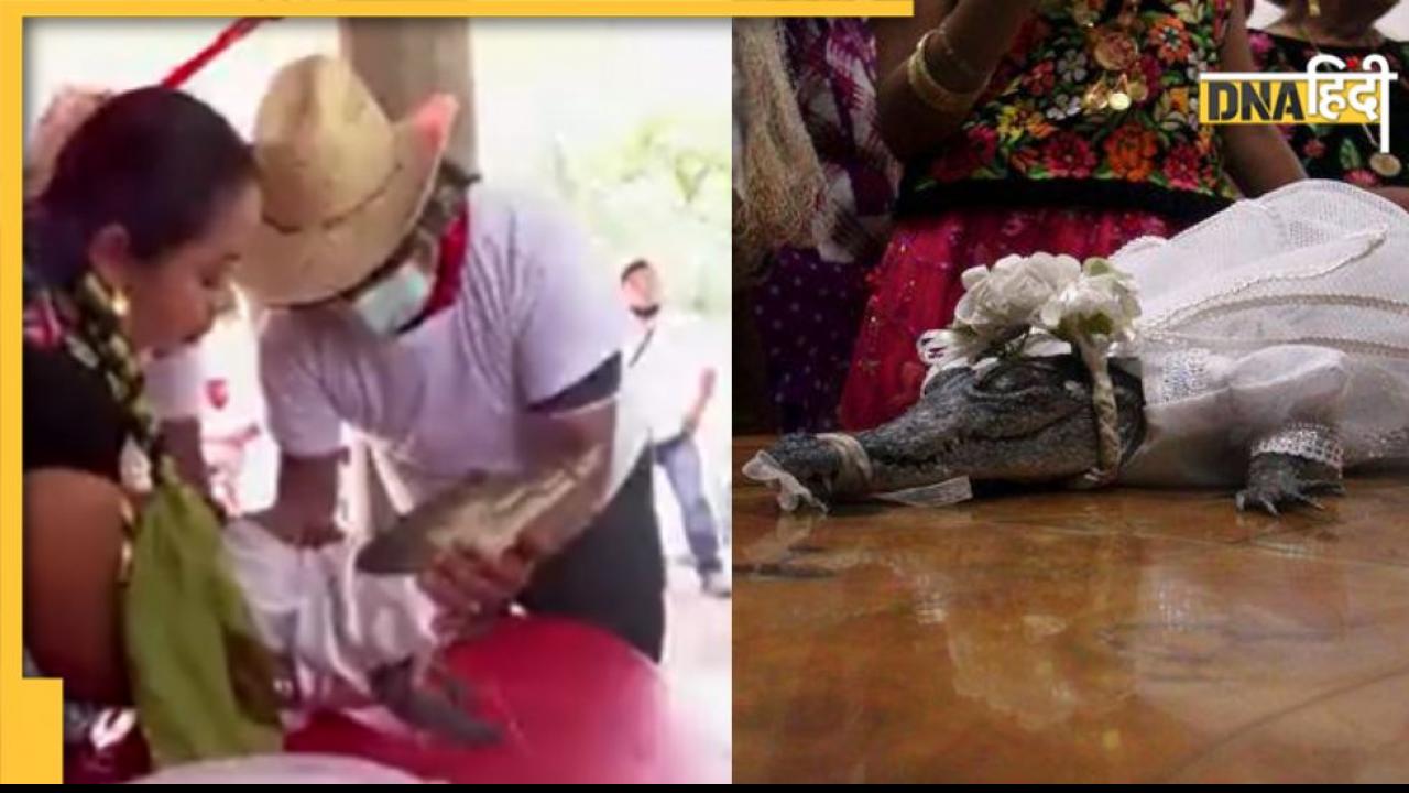 Marriage with Alligator: मेयर ने मगरमच्‍छ से कर ली शादी, हजारों लोग हुए शामिल, सफेद कपड़ों में खूब जची 'अनोखी दुल्हन'