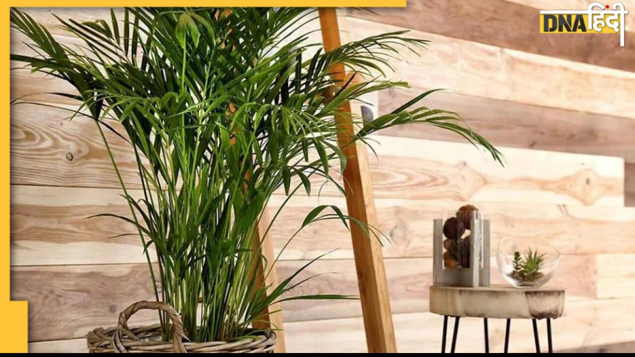 Lucky Plants: घर पर लगाएं ये पांच पौधे, सुख, धन और समृद्धि से भर जाएगा जीवन