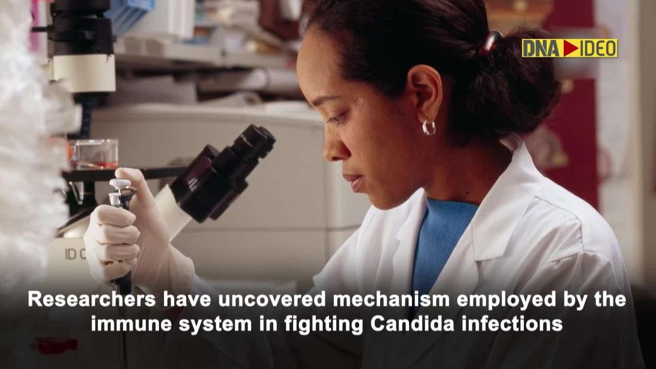 Curbing Candida: The cells that keep fungal infections at bay