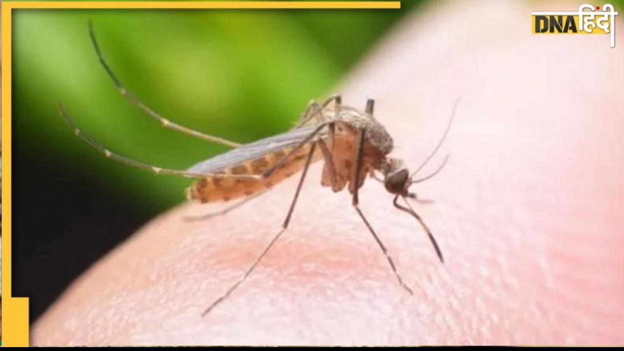 मच्छरों का नामोनिशान मिटा देंगे ये घरेलू उपाय, ये हैं इफेक्टिव नेचुरल Mosquitoe रिप्‍लेसमेंट 