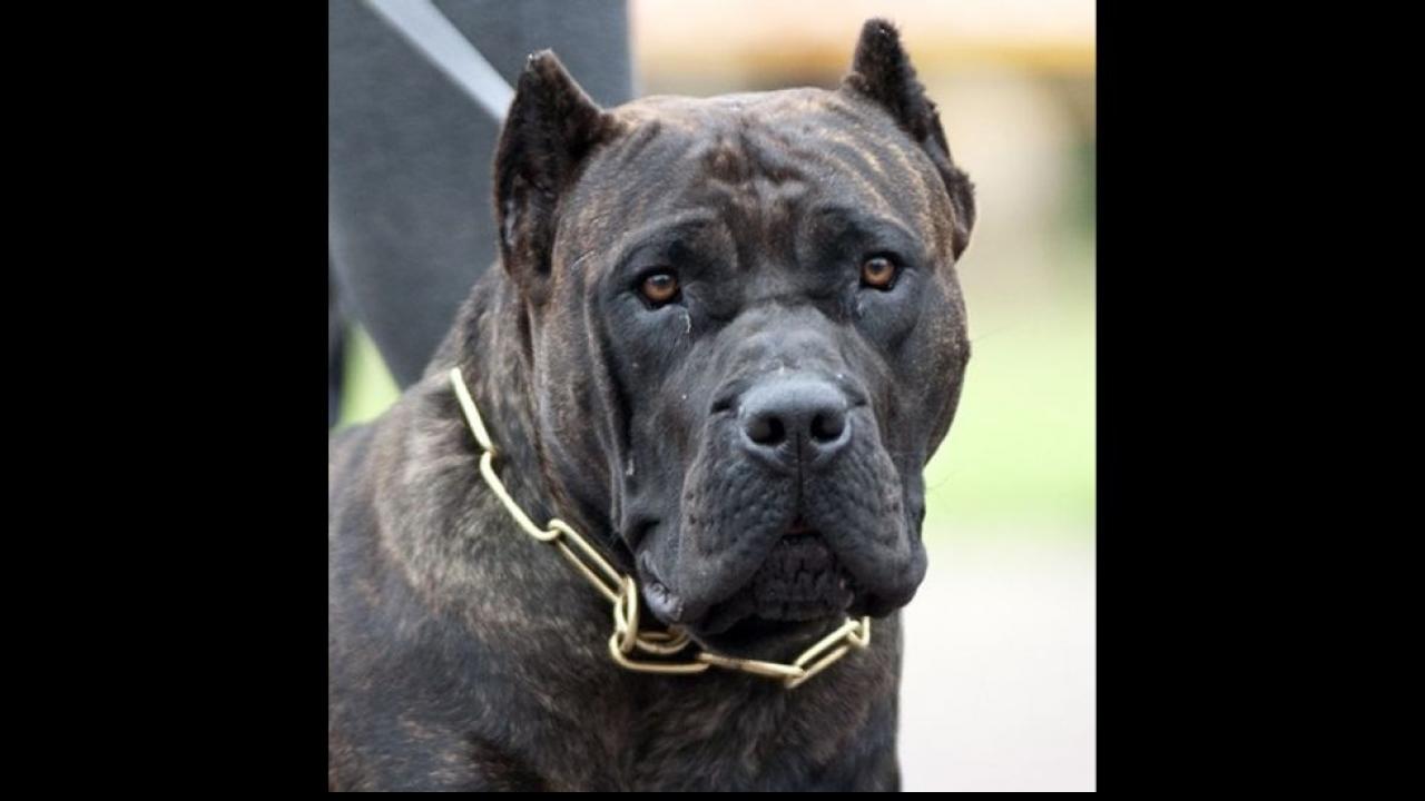 Presa Canario