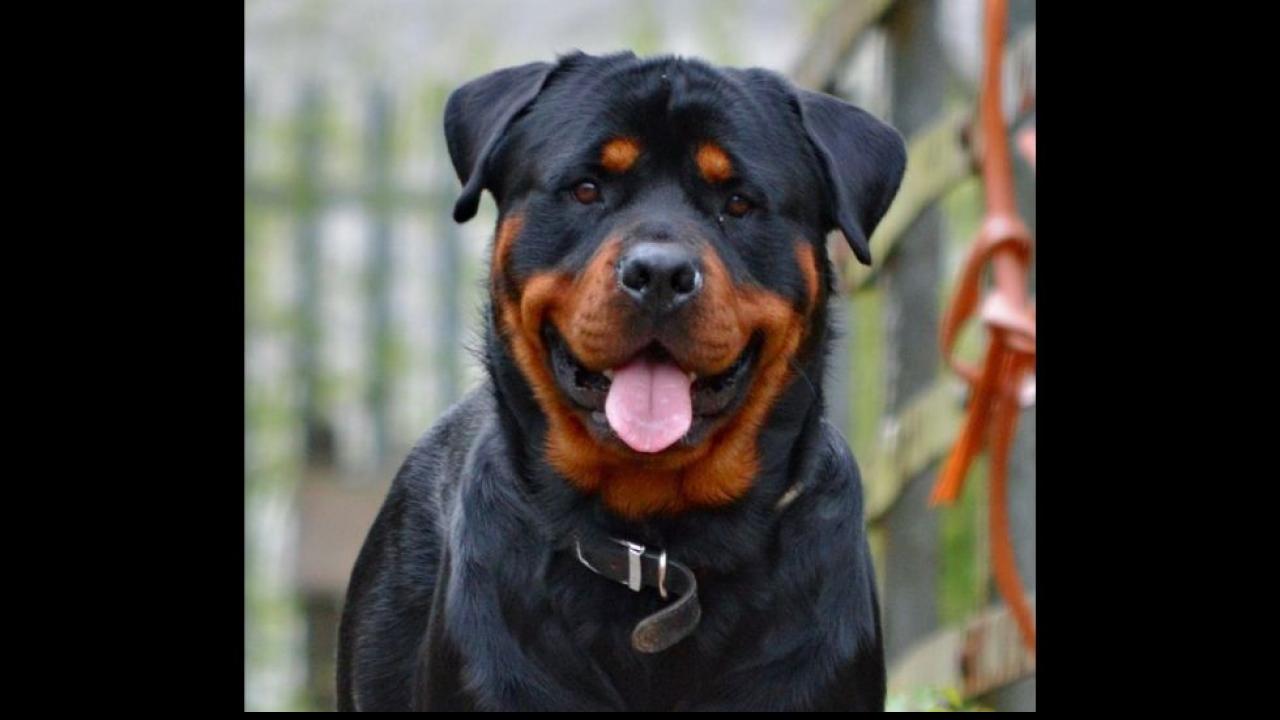 Rottweiler