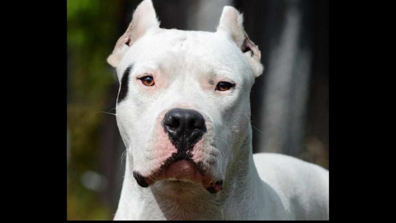 Dogo Argentino