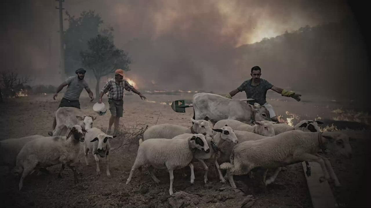 European countries suffer from soaring temperatures, wildfires getting worse, UK declares emergency