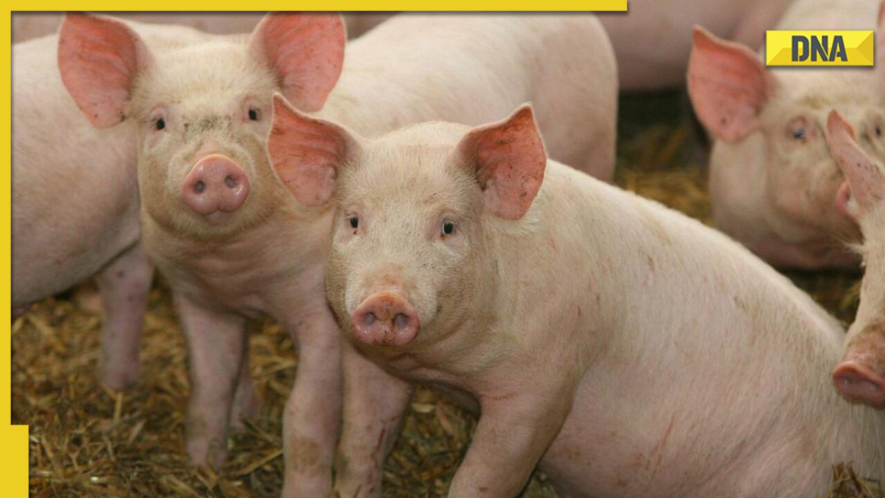 African Swine fever cases reported in Kerala's Wayanad, authorities to cull 300 pigs soon
