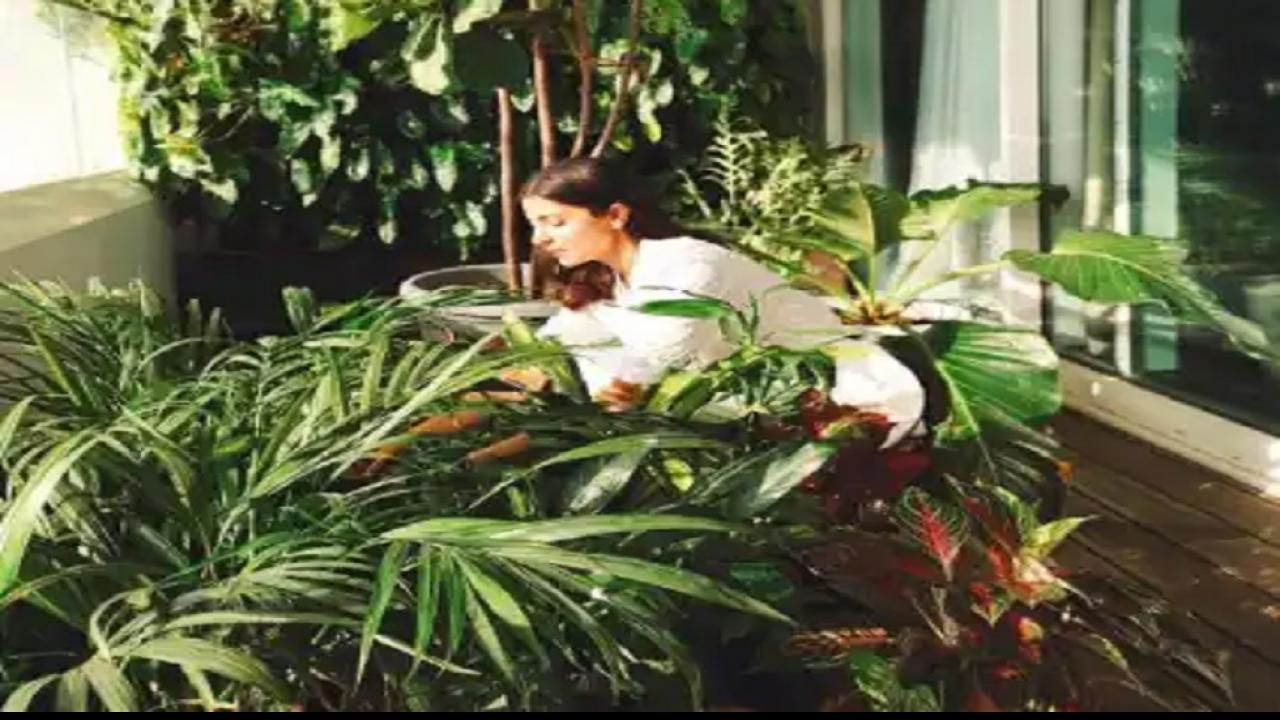 Virushka House Garden