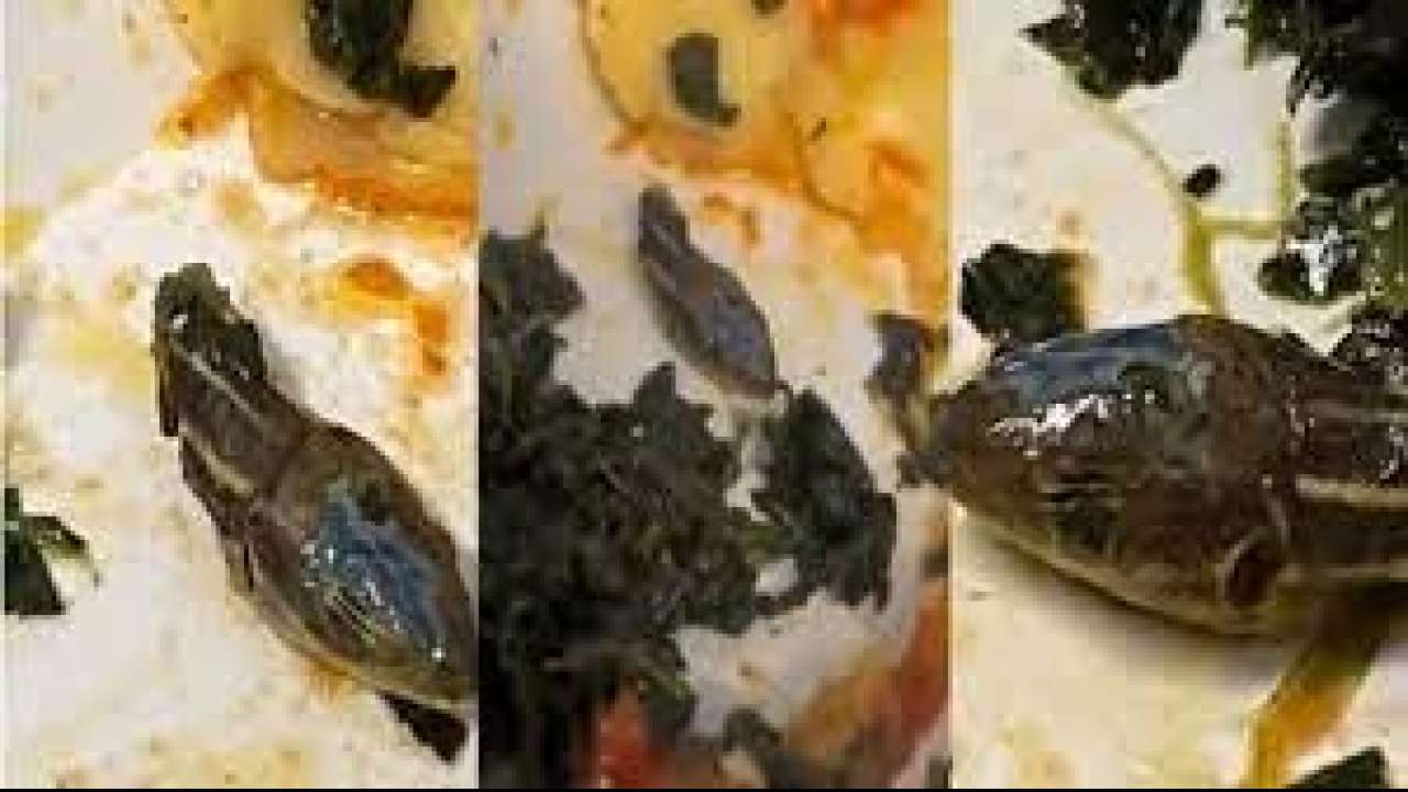 Shocking: Cabin crew finds severed snake head in meal; airline launches investigation