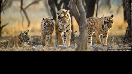 Reasons behind the declining population of Tigers