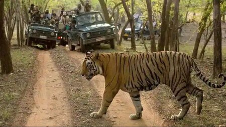 All India Tiger Estimation Report 2018: