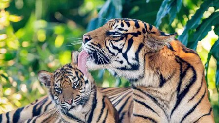 What Can We Do to Help Tigers?