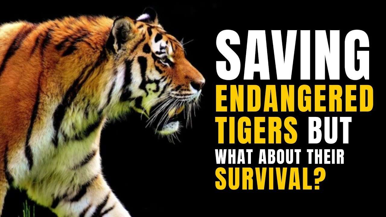 International Tiger Day 2022: India is home to over half of the world's tiger population