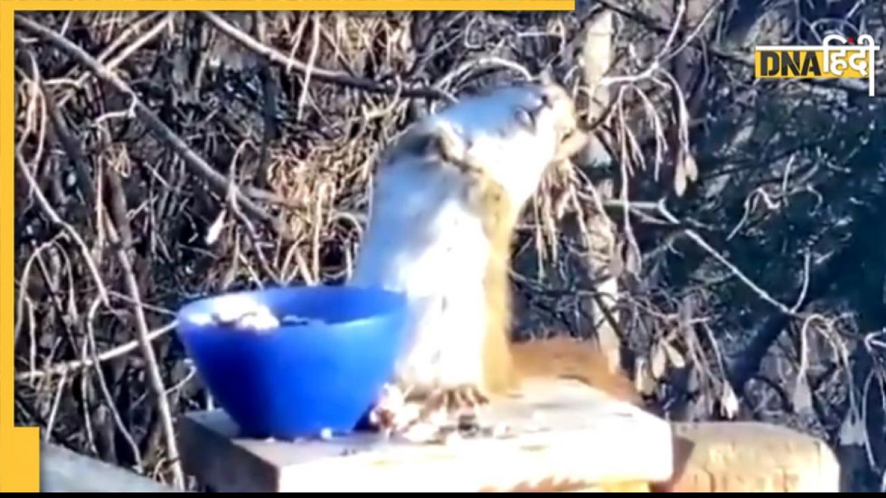Video: 'फल' खाकर नशे में टल्ली हुई नन्ही गिलहरी, हरकतें देख लोग बोले-'ये तो गई काम से' 