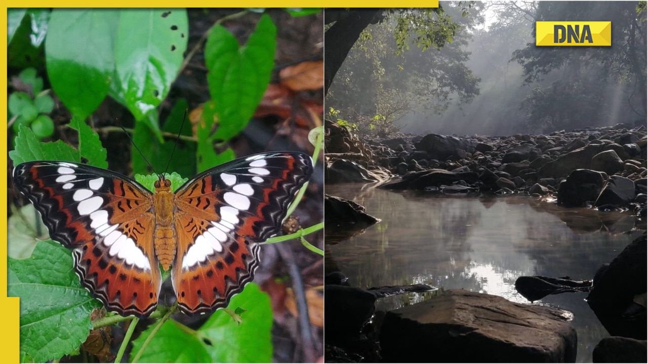 DNA Explainer: Why Aarey forest matters and why is it known as 'Lung of  Mumbai'