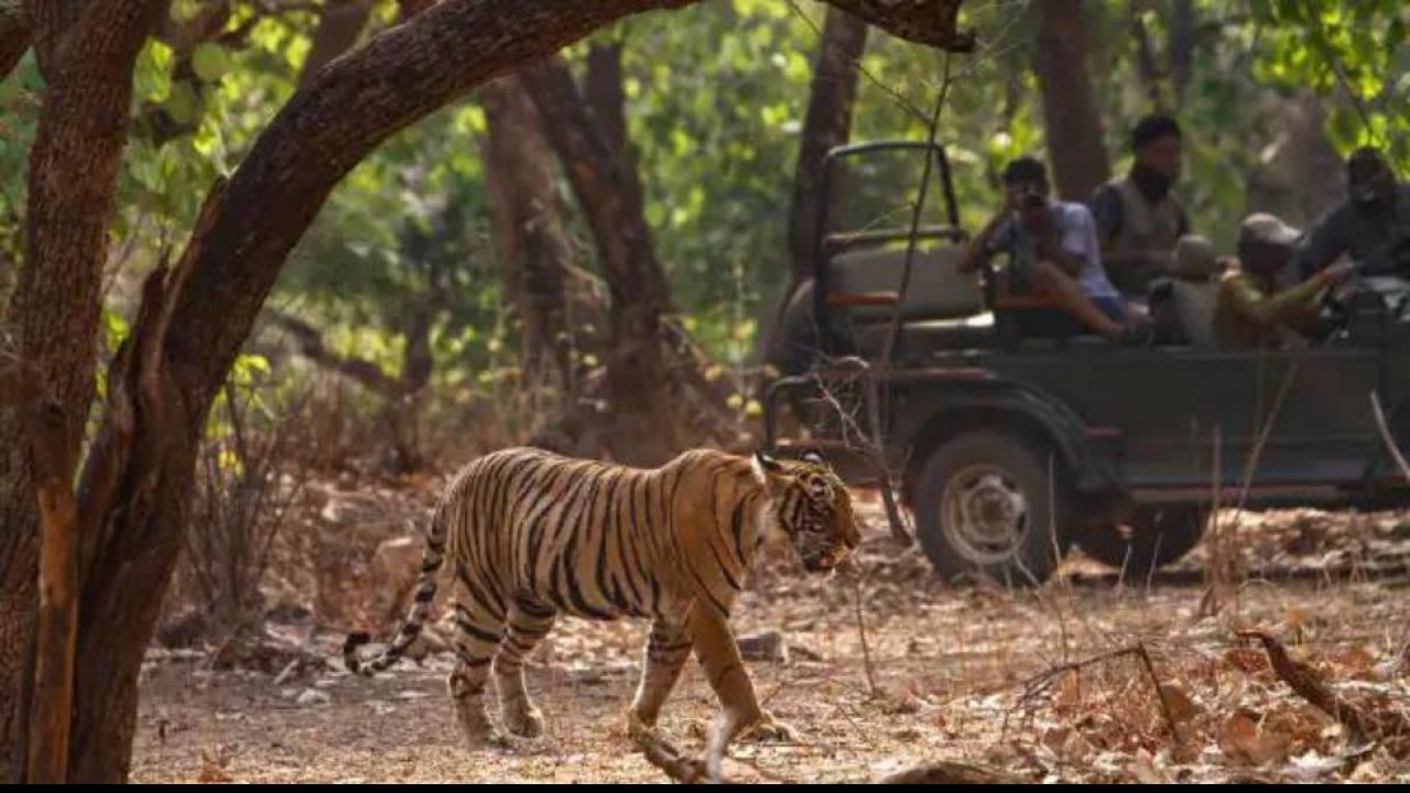 जिम कॉर्बेट