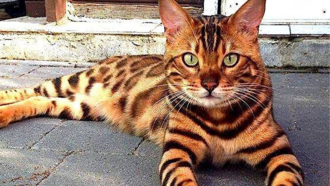 What Breed Are Indian Cats