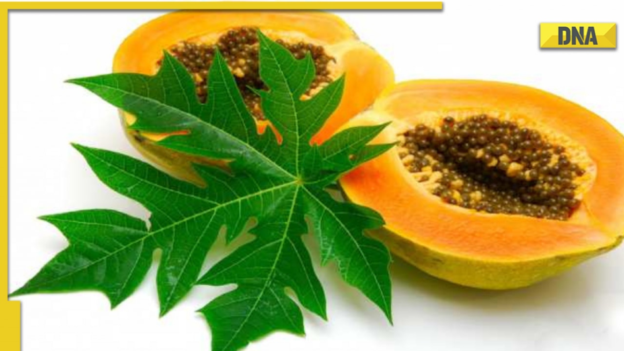 Health benefits of papaya leaves: Digestion, hair growth and others