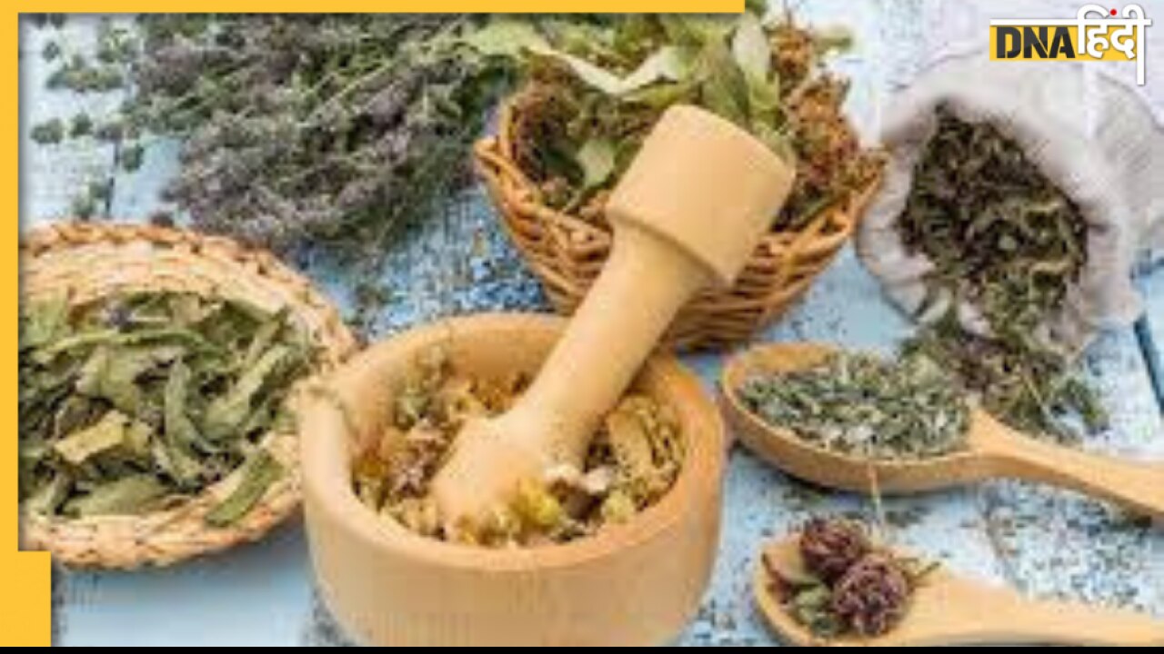 Herbal Leaves Benefits in Wound: स्किन के कोई भी घाव को भर देते हैं करी पत्ता, तुलसी और नीम, जानिए कैसे लगाएं 