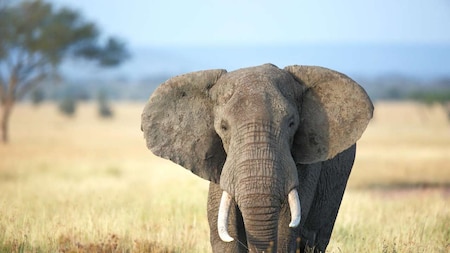 3. Elephants are intelligent creatures