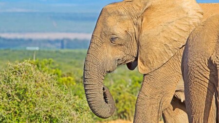 5. Elephants show empathy