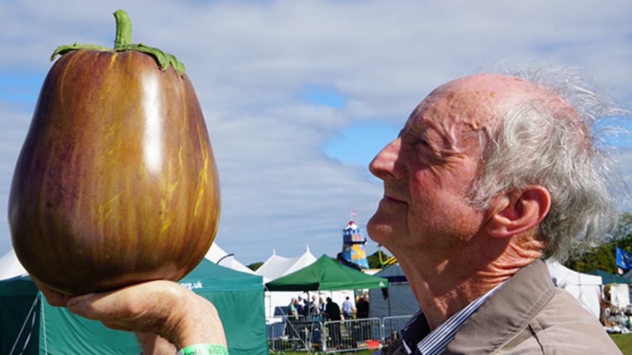 World’s heaviest eggplant