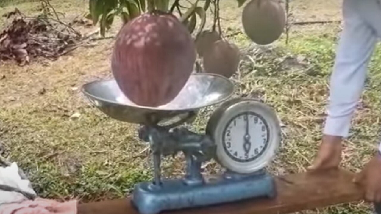 World’s heaviest mango