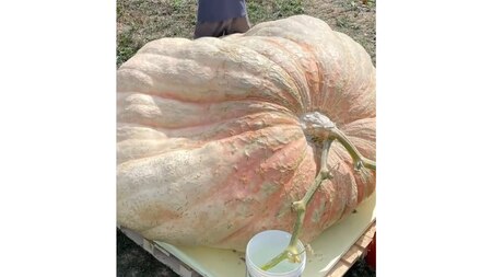 World’s heaviest pumpkin