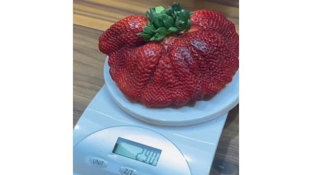 World’s heaviest strawberry