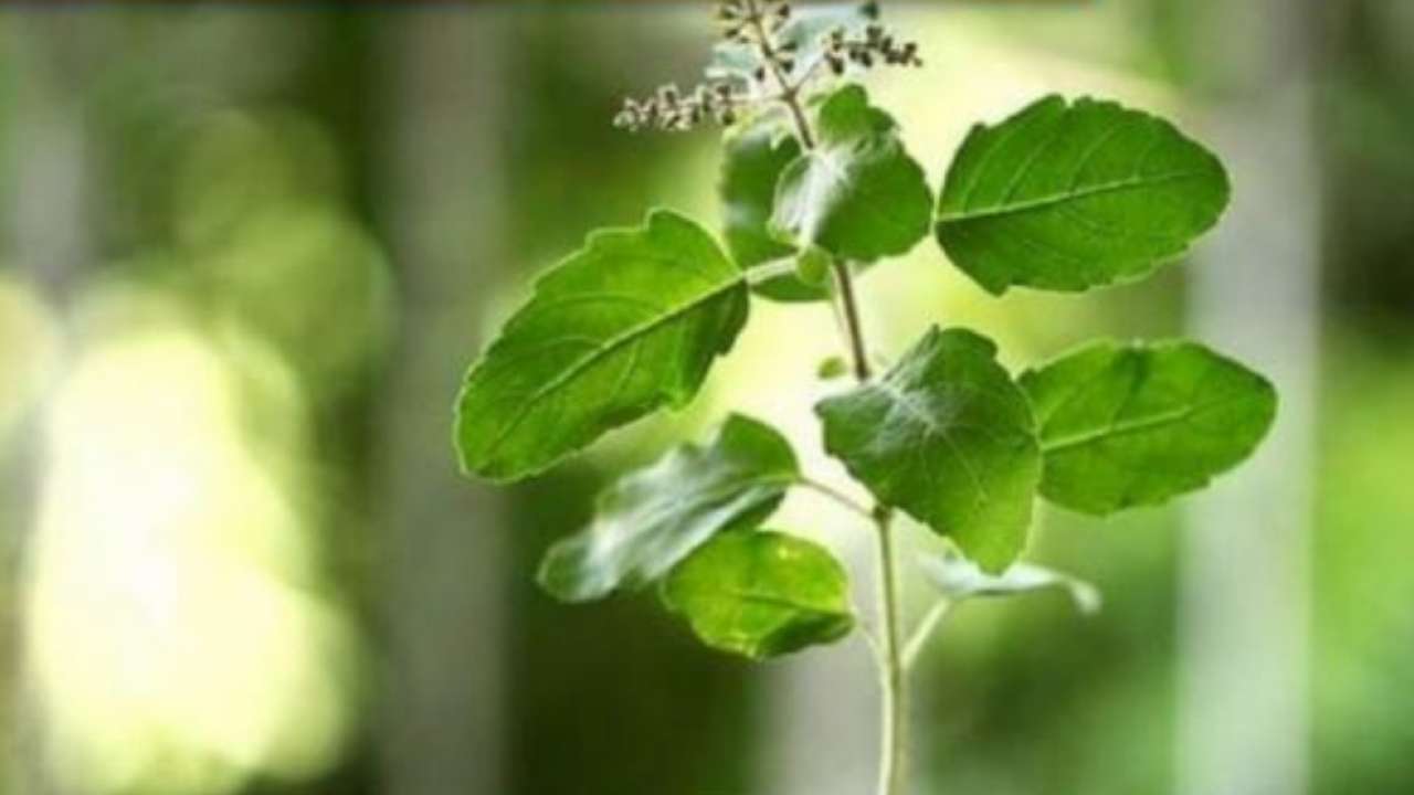 Basil (Tulsi)