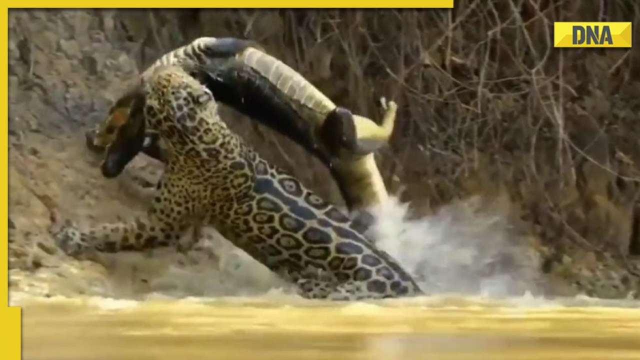 Watch: How jaguar overpowers crocodile in fierce battle leaves netizens  stunned