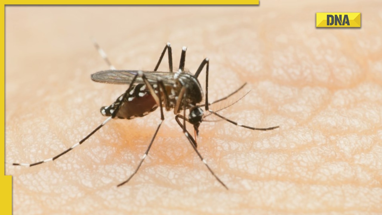 World mosquito day 2022 History, significance and most dangerous kinds