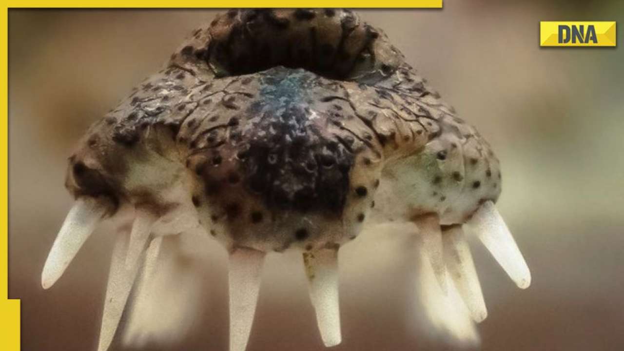 Can you guess the animal? IFS officer shares pic of 'jaws', asks netizens for answer Can you guess the animal? IFS officer shares pic of 'jaws', asks netizens for answer