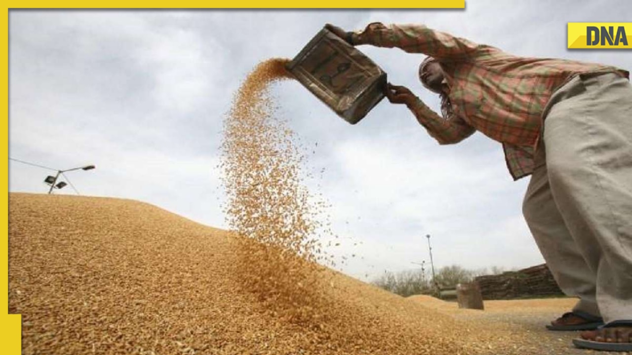 ‘No such plan, have sufficient stocks’: Centre denies media reports on wheat import