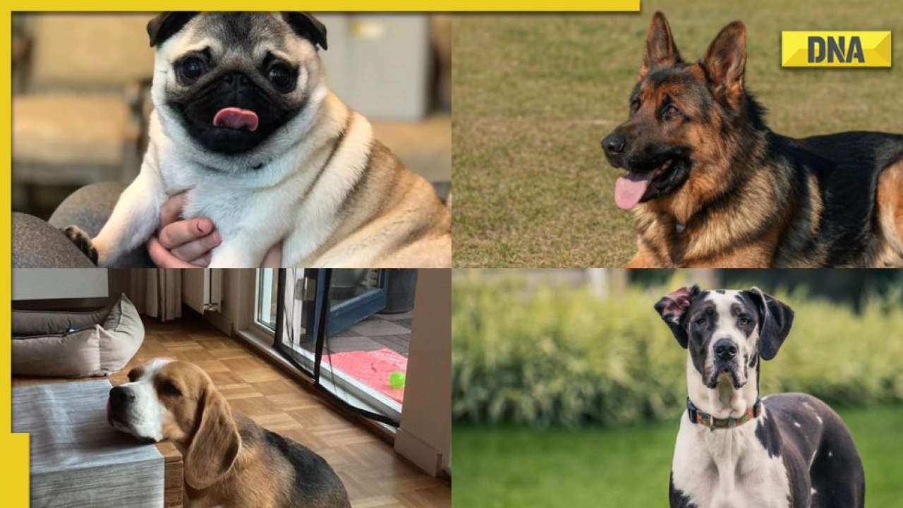 International Dog Day 2022: Here are the most famous doggos from the world  of entertainment