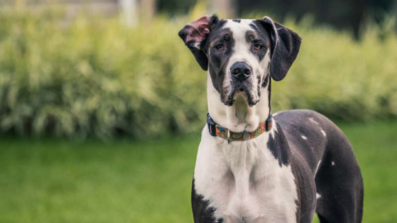 Great Danes