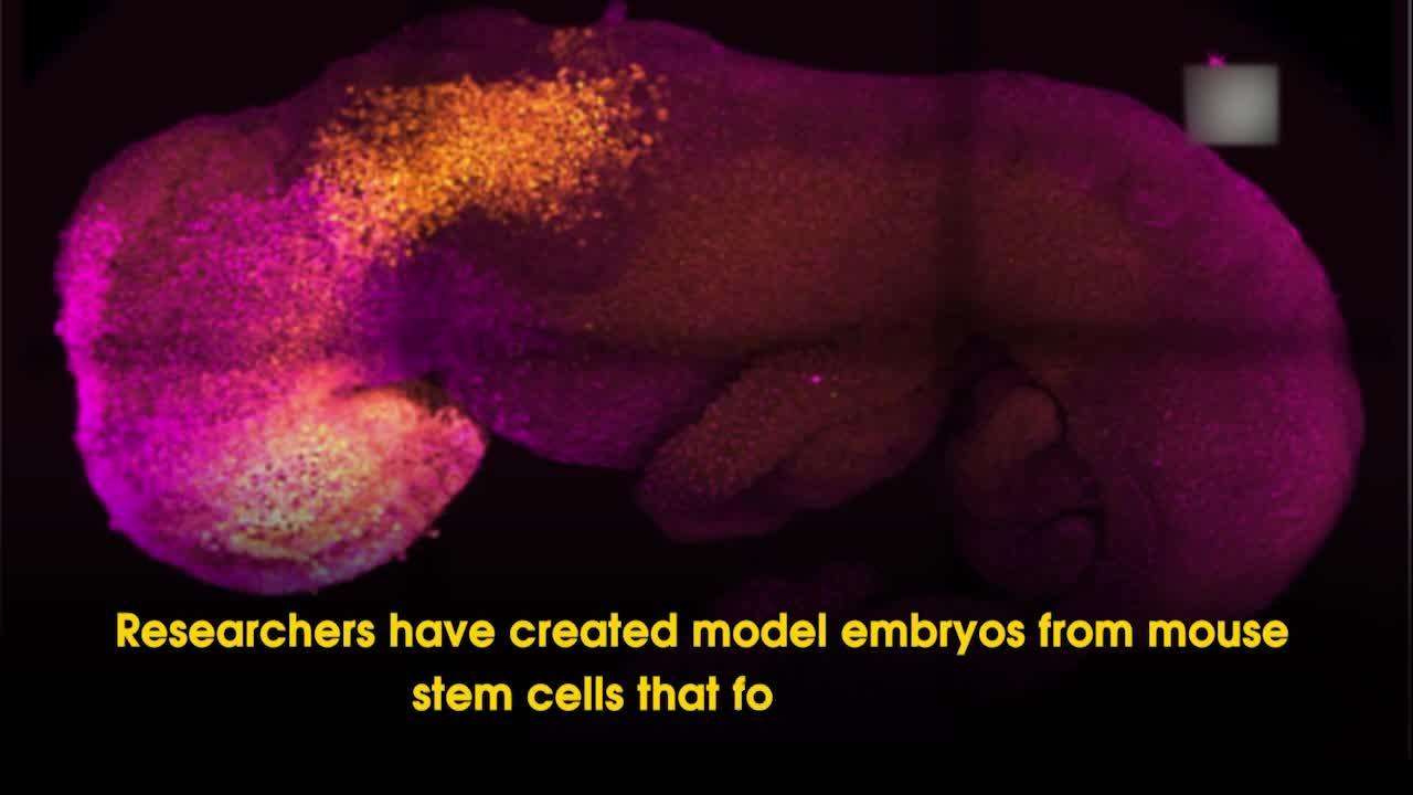 ‘Synthetic’ embryo with brain and beating heart grown from multiple stem cells: Study 