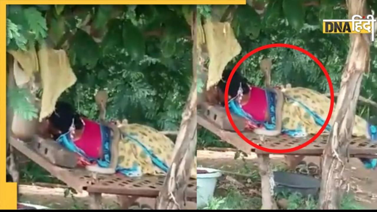 बगीचे में सोती हुई महिला के ऊपर चढ़कर बैठ गया कोबरा, रोंगटे खड़े कर देने वाले वीडियो में देखें फिर क्या हुआ