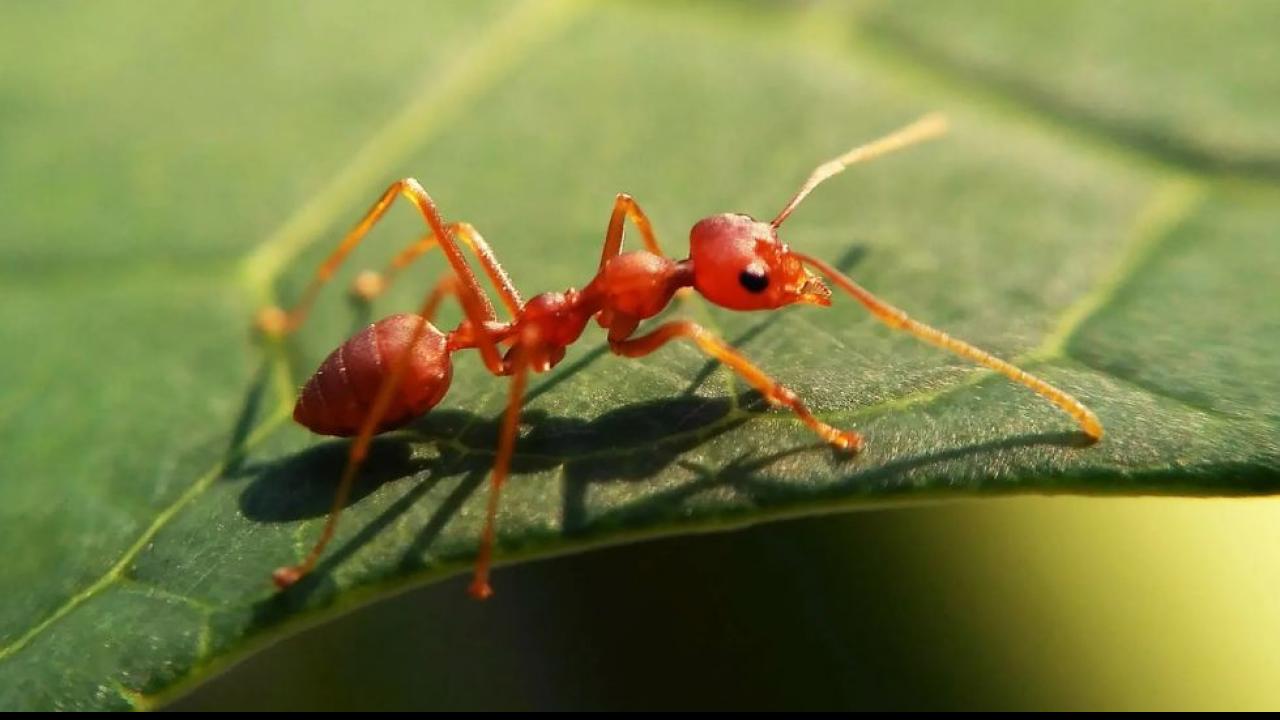 Most Dangerous Insects: ये हैं दुनिया के सबसे खतरनाक कीड़े, छू भी जाएं ...
