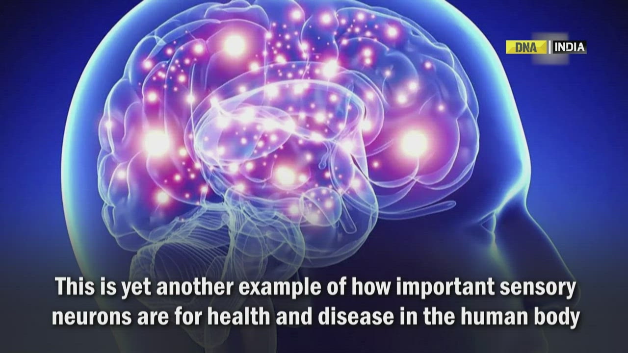 Scientists study communication between fat and brain