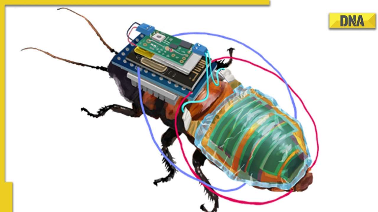 Scientists create rechargeable, remote-controllable cyborg cockroaches for search and rescue missions