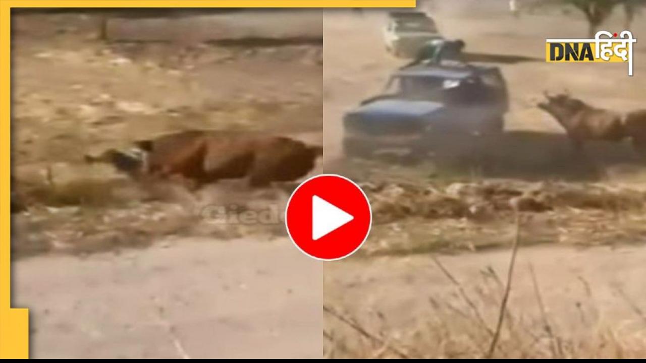 Viral Video: सांड के अटैक से बचने के लिए गाड़ी की छत पर चढ़ा, यूं फेल हुई बचने की तरकीब