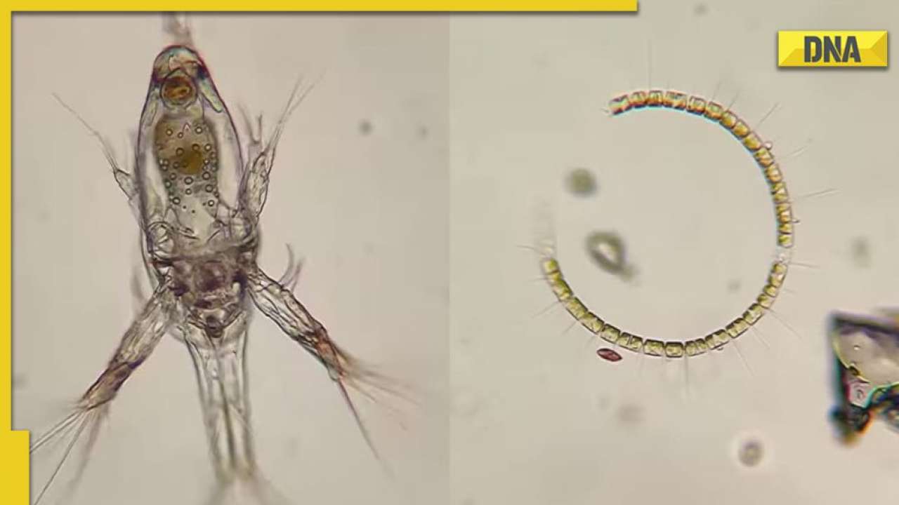 Fascinating video shows microscopic creatures that swim with you in ocean