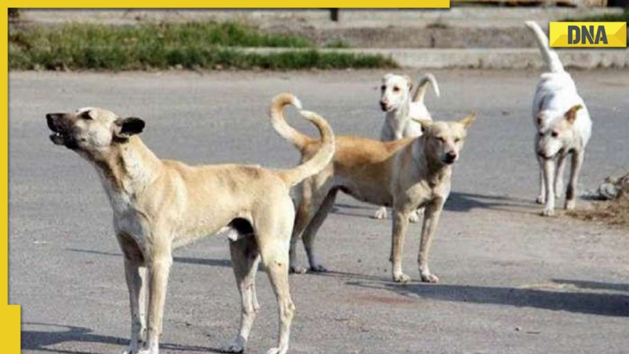 Stray dogs can't be relocated from their territory, says Ghaziabad civic authority