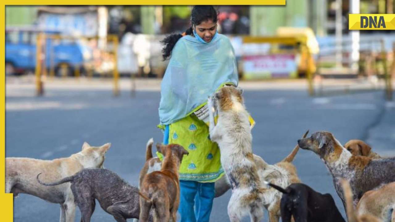 MCD asks Delhi residents to get pets registered in light of rise in dog-bite incidents