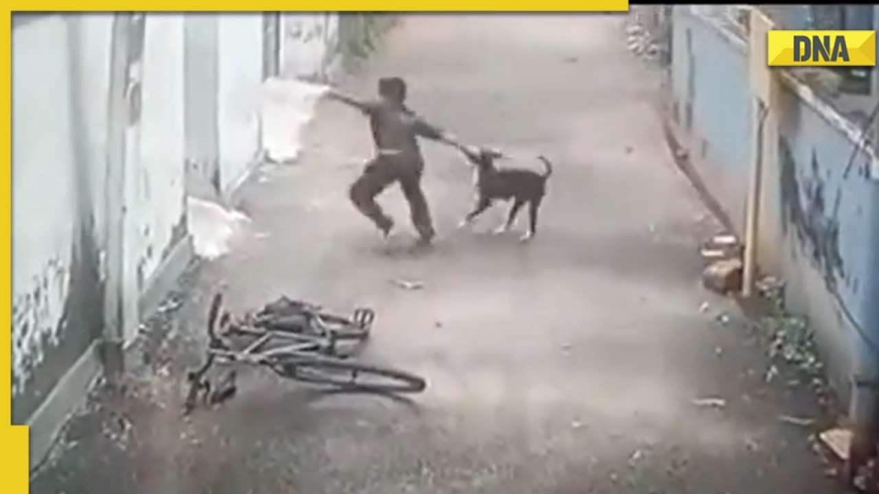 Stray dog brutally attacks 12-year-old boy in Kerala, shocking video goes  viral