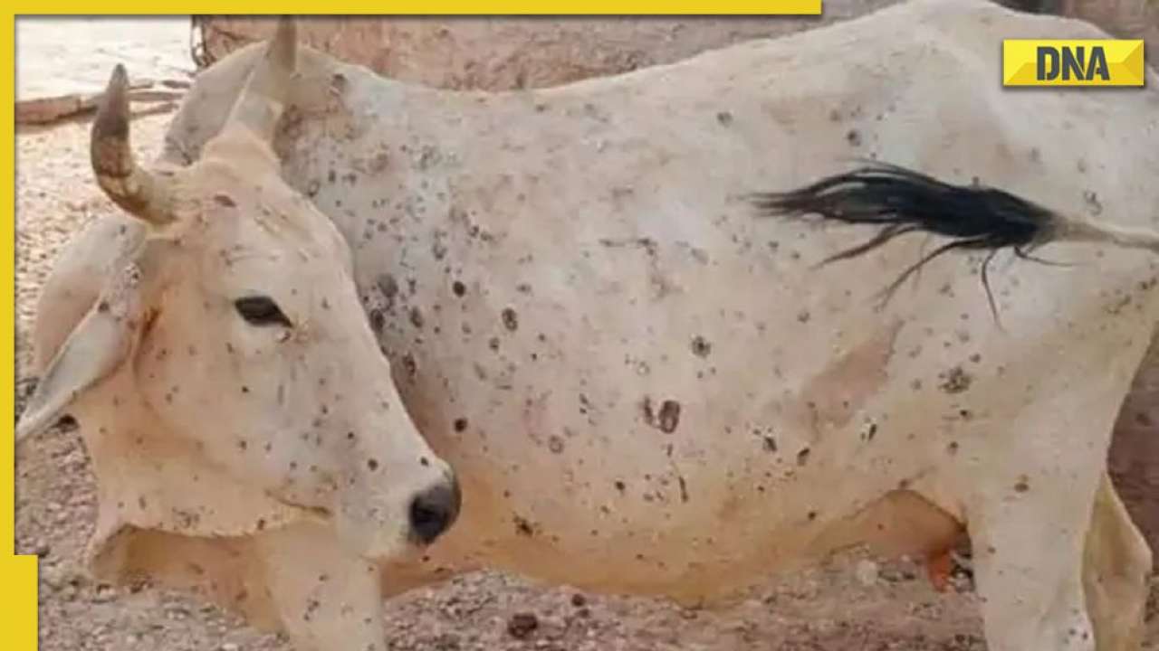 Lumpy Skin Disease: As cases increase, top experts warn of new symptoms in India